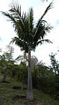Palm seeds and seedlings, palm-tree