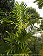Palm seeds and seedlings, palm-tree