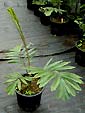 Palm seeds and seedlings, palm-tree