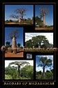Baobabs of Madagascar