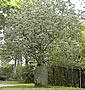 Brachychiton rupestris
