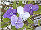 Brunfelsia hopeana