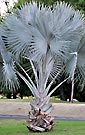 Palm seeds and seedlings, palm-tree