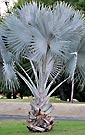 Palms,palm-tree,tropical palm