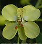 Caesalpinia decapetala