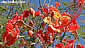 Caesalpinia pulcherrima SUNSET