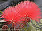 Calliandra sp_2