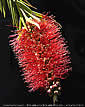 Callistemon speciosus