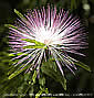 Calliandra sp_1