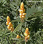 Cassia alata