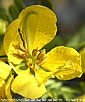 Cassia biflora