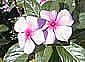 Catharantus roseus