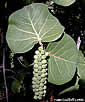 Coccoloba uvifera