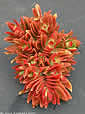 Crassula flamea