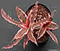 Cryptanthus bivittatus