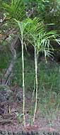 Palm seeds and seedlings, palm-tree