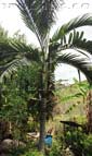 Palm seeds and seedlings, palm-tree