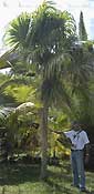 Palm seeds and seedlings, palm-tree