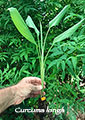 Curcuma longa