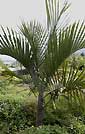 Palm seeds and seedlings, palm-tree