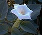 Datura stramonium