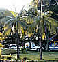 Palm seeds and seedlings, palm-tree