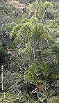 Palm seeds and seedlings, palm-tree