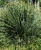 Palm seeds and seedlings, palm-tree
