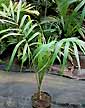 Palm seeds and seedlings, palm-tree