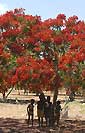 Delonix regia