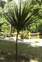 Palm seeds and seedlings, palm-tree
