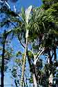 Palm seeds and seedlings, palm-tree