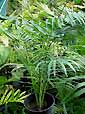 Palm seeds and seedlings, palm-tree
