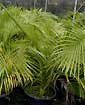 Palm seeds and seedlings, palm-tree