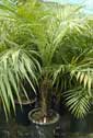 Palm seeds and seedlings, palm-tree