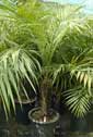 Graines et plants de palmiers tropicaux