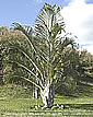 Palm seeds and seedlings, palm-tree