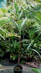 Palm seeds and seedlings, palm-tree