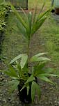 Palm seeds and seedlings, palm-tree