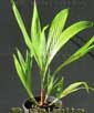 Palm seeds and seedlings, palm-tree
