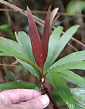 Palm seeds and seedlings, palm-tree