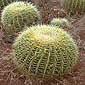 Echinocactus grusonii