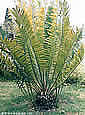 Palm seeds and seedlings, palm-tree