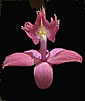 Epidendrum H. BAHIA