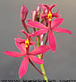 Epidendrum H. SUNSET