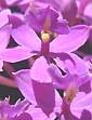 Epidendrum LILAS_QUEEN