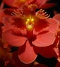 Epidendrum RUBY