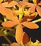 Epidendrum SUNRISE