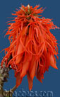 Erythrina abyssinica