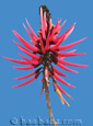 Erythrina amazonica